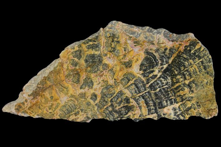 Columnar Stromatolite (Asperia) From Australia - Proterozoic #95239